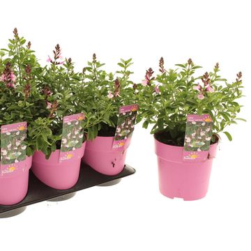 Salvia greggii MIRAGE SOFT PINK