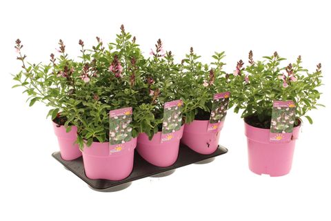Salvia greggii MIRAGE SOFT PINK