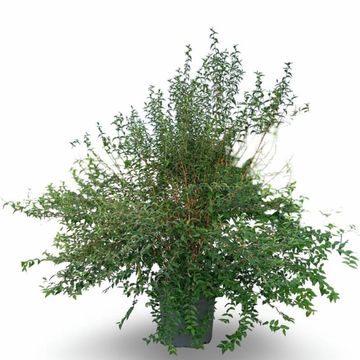 Philadelphus coronarius PETITE PERFUME WHITE