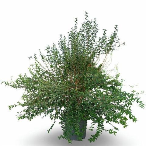 Philadelphus coronarius PETITE PERFUME WHITE