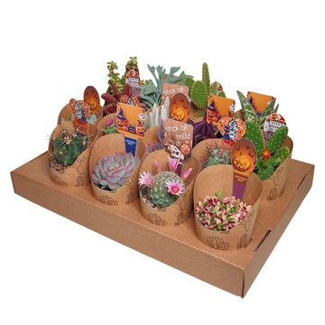 Cactus / Succulents MIX