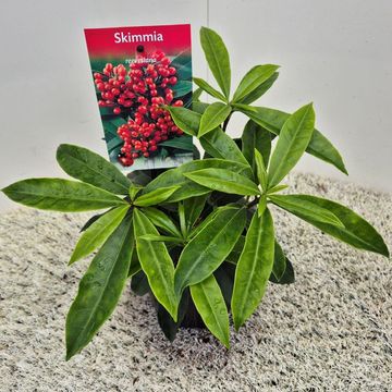 Skimmia japonica reevesiana