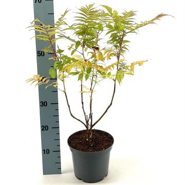 Sorbaria sorbifolia