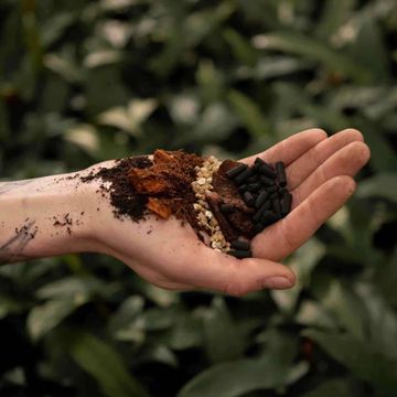 Substrates ALOCASIA MIX