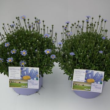 Felicia amelloides 'Felicity Blue'