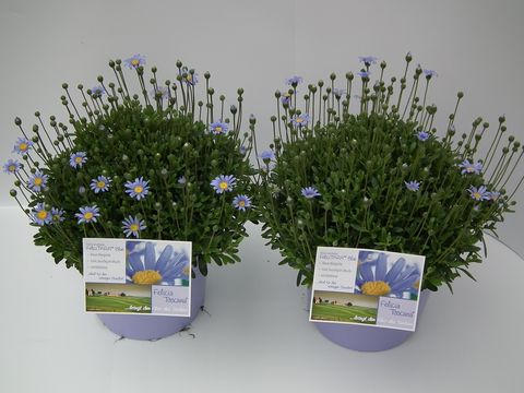 Felicia amelloides 'Felicity Blue'