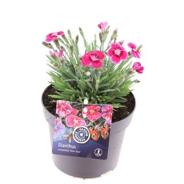 Dianthus SILVER STARS ELECTRIC DREAMS