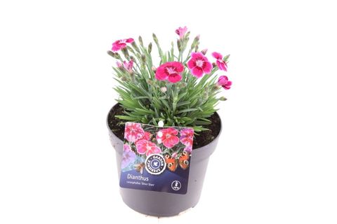 Dianthus SILVER STARS ELECTRIC DREAMS