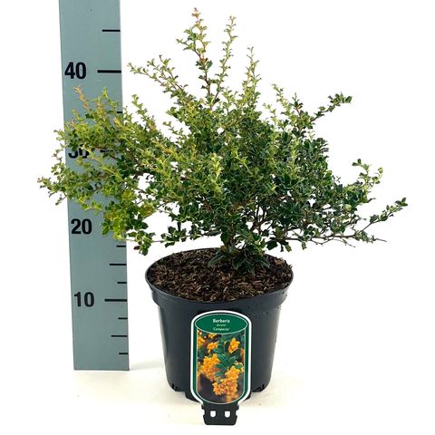 Berberis darwinii 'Compacta'
