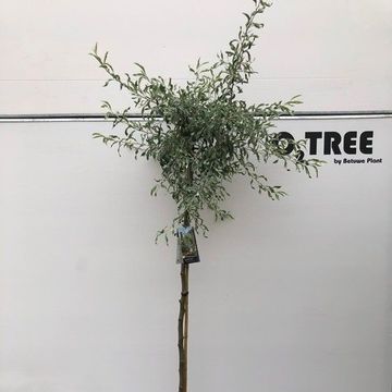 Pyrus salicifolia 'Pendula'