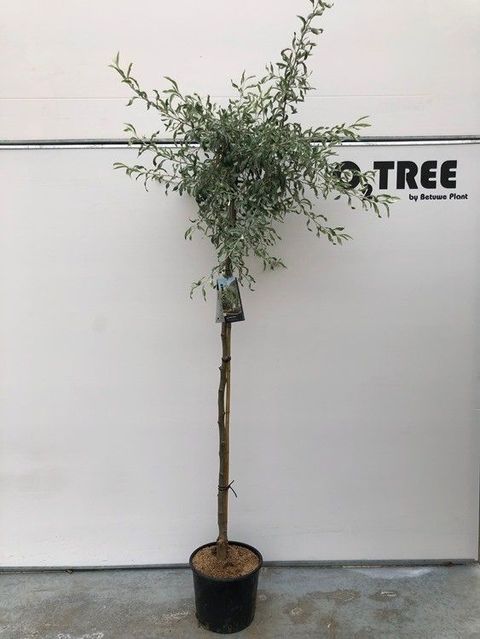 Pyrus salicifolia 'Pendula'