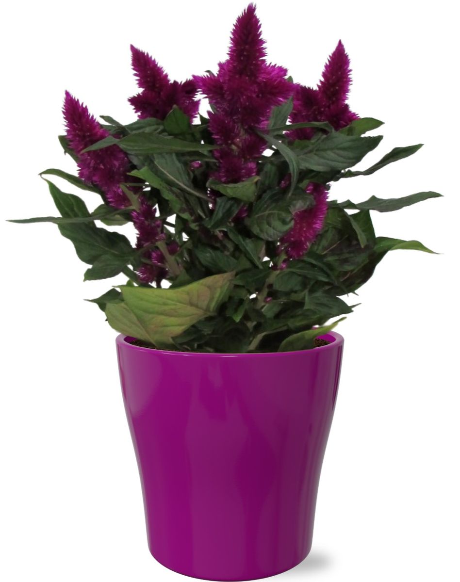 Celosia argentea INTENZ DARK PURPLE — Plant Wholesale FlorAccess