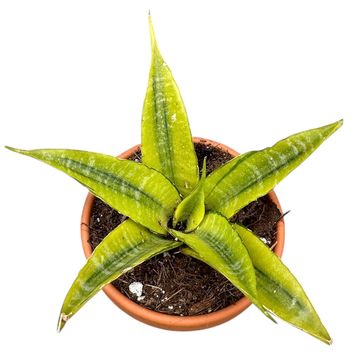 Sansevieria 'Gabriella Variegata'