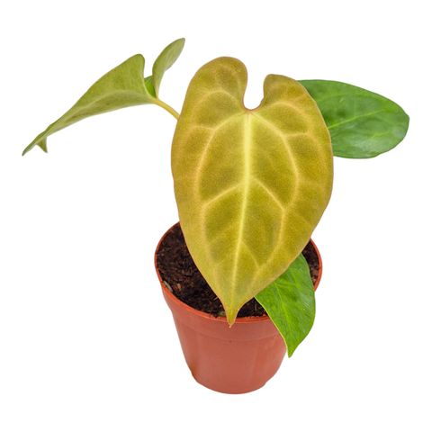 Anthurium King of Spades x Forgetii x Goliath