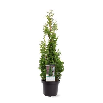 Thuja occidentalis 'Degroot's Spire'