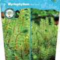 Myriophyllum rubricaule