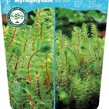 Myriophyllum rubricaule