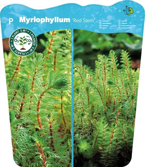 Myriophyllum rubricaule