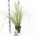 Pennisetum alopecuroides 'Viridescens'