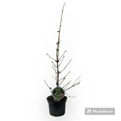 Viburnum plicatum KILIMANDJARO