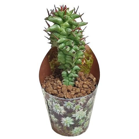 Euphorbia horrida monstruosa