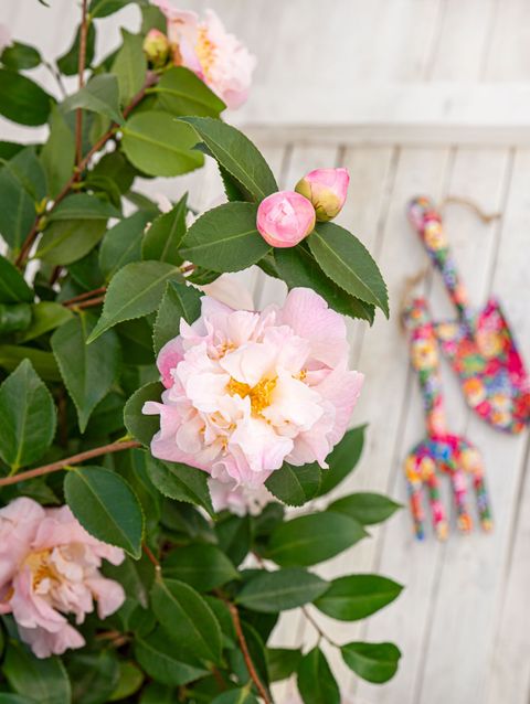 Camellia 'High Fragrance'