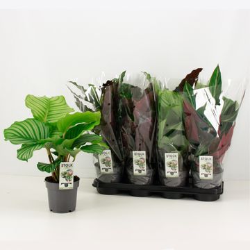 Calathea MIX