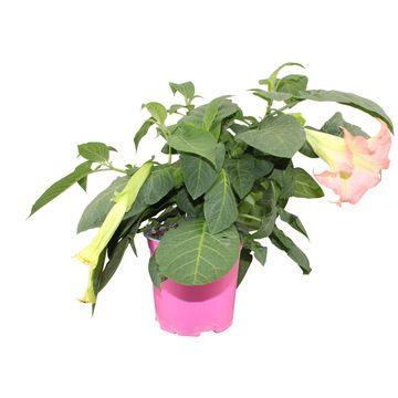 Brugmansia BUSH PINK