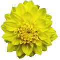 Dahlia DAHLINOVA HYPNOTICA YELLOW