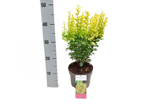 Berberis thunbergii 'Maria'