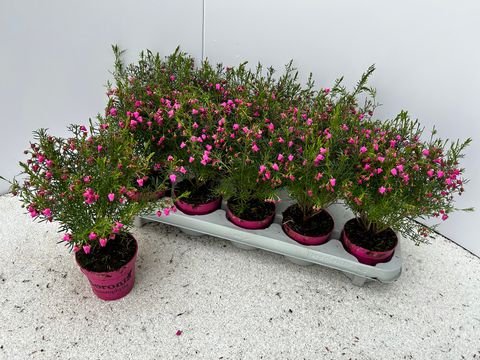 Boronia heterophylla 'Lipstick'