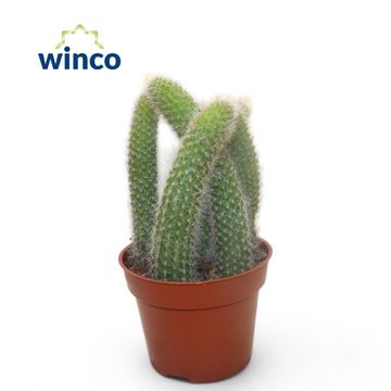 Hildewintera colademononis