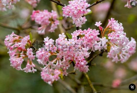 Viburnum x bodnantense 'Dawn'
