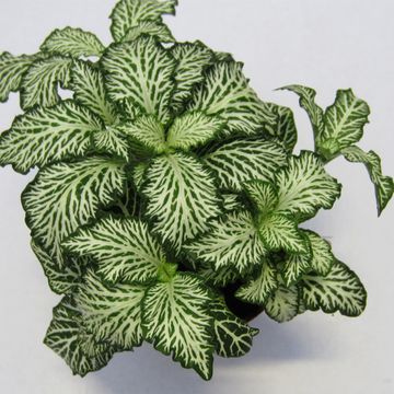 Fittonia MOSAIC WHITE TIGER