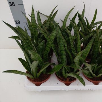 Sansevieria zeylanica 'Greenline'