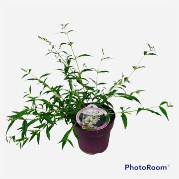 Buddleja FREE PETITE SNOW WHITE