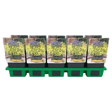 Ajuga FEATHERED FRIENDS CORDIAL CANARY