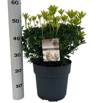 Pieris japonica 'Sarabande'