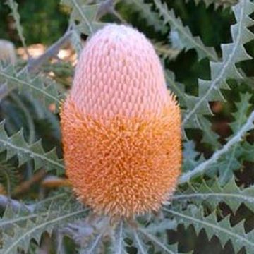 Banksia prionotes