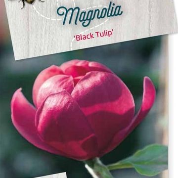 Magnolia BLACK TULIP