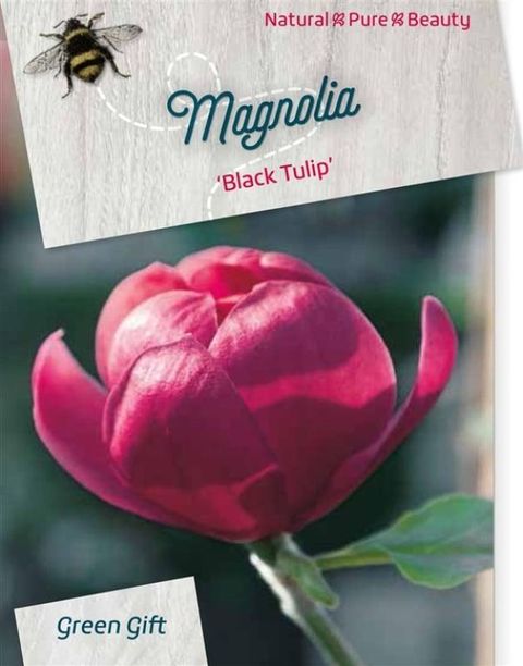 Magnolia BLACK TULIP