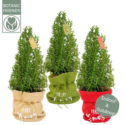 Rosmarinus officinalis