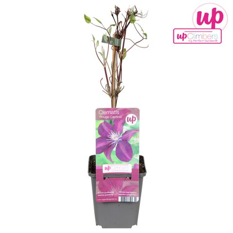 Clematis 'Rouge Cardinal' (LL)