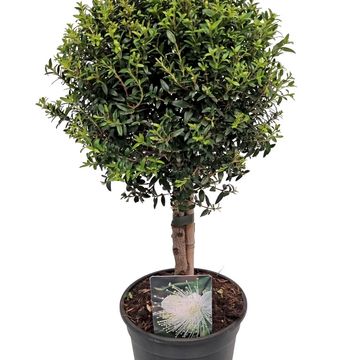 Myrtus communis