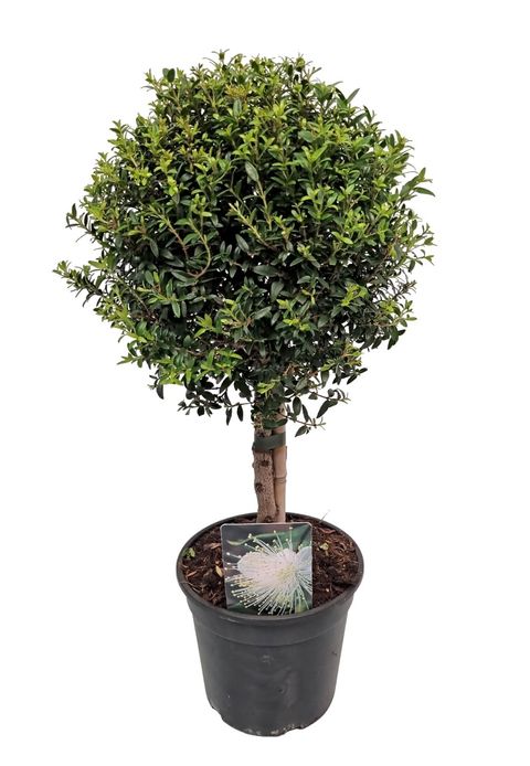 Myrtus communis