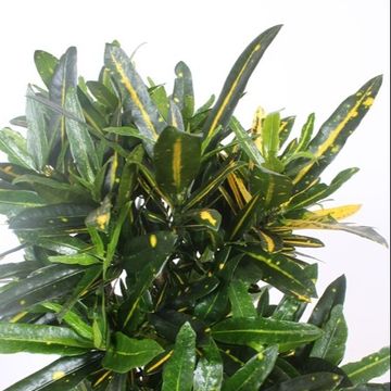 Codiaeum variegatum 'Yellow Banana'