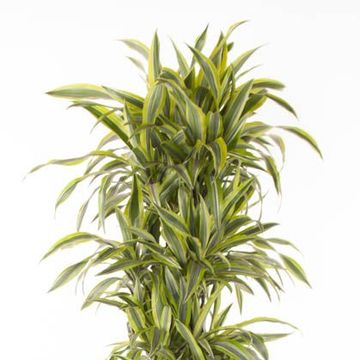 Dracaena fragrans 'Lemon Lime'