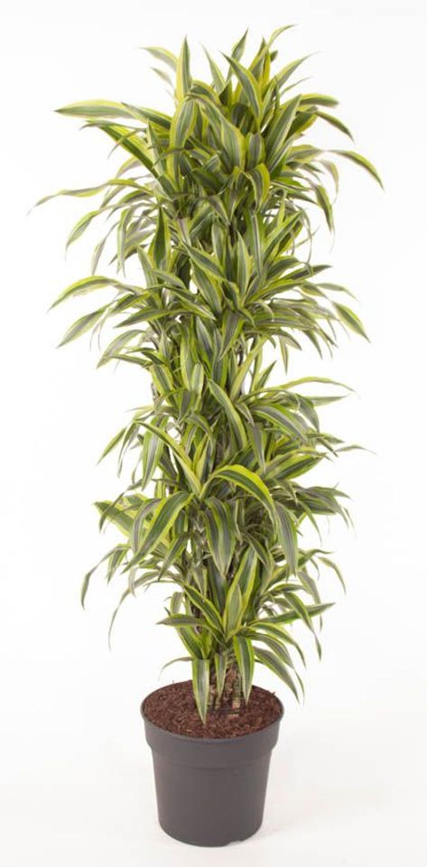 Dracaena fragrans 'Lemon Lime'