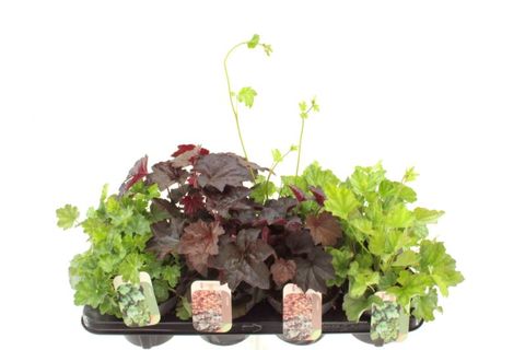 Heuchera MIX