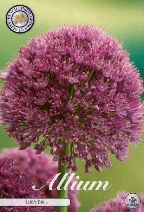 Allium 'Lucy Ball'